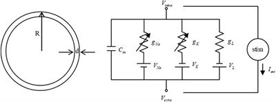 Unidirectional Synchronization of Hodgkin-Huxley Neurons With Prescribed Performance Under Transcranial Magneto-Acoustical Simulation